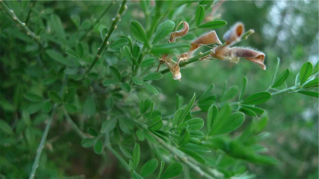 Cytisus scoparius